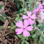 Silene schafta Flower