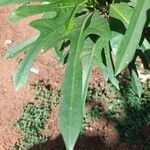 Pouteria caimito Leaf