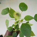 Acalypha aristata Hoja