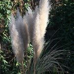 Cortaderia selloana Фрукт