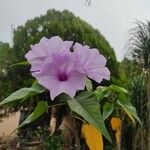 Ipomoea carnea Flor