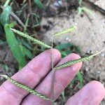 Urochloa trichopus Flower