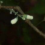 Oxera microcalyx Flower