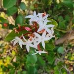 Carissa spinarum Floare