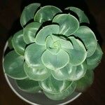 Echeveria australis Leaf