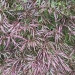 Acer palmatum Leht