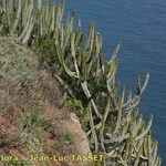 Euphorbia canariensis Plante entière