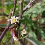 Symphyotrichum subulatum Květ