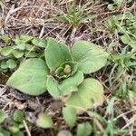 Craterostigma plantagineum Leaf