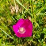 Callirhoe digitata Flower