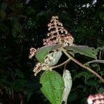 Miconia longicoma Altul/Alta
