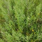 Xeranthemum cylindraceum Hoja