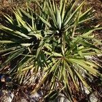 Yucca aloifolia 葉