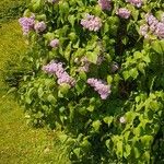 Syringa persica Elinympäristö