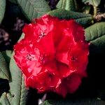 Rhododendron barbatum Flor