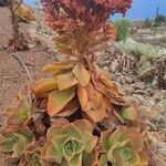 Aeonium nobile 花
