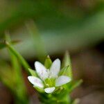 Arenaria leptoclados Flor