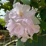 Rhododendron decorum Flor