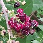 Coriaria myrtifolia Fruit