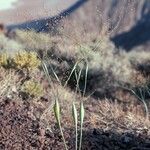 Eriogonum inflatum Агульны выгляд