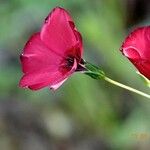 Linum grandiflorum Άλλα