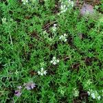 Thymus vulgarisFlower