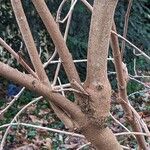 Viburnum lantana Bark