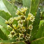 Cloezia floribunda Λουλούδι