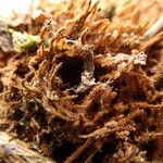 Asplenium africanum Other