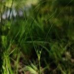 Juncus tenuis Fleur