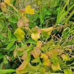 Plumbago zeylanica Blatt