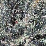 Cylindropuntia leptocaulis 花