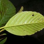 Ticodendron incognitum Hoja