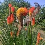 Kniphofia uvariaKwiat