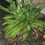 Stokesia laevis Leaf