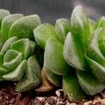 Crassula deceptor Leaf