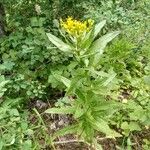 Senecio triangularis Habitat