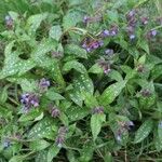 Pulmonaria affinis Libunga