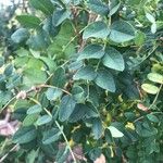 Caragana arborescens Leaf