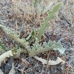 Verbascum undulatum Leaf