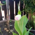 Cypripedium reginae Kwiat
