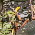 Vachellia cornigera Frukto