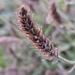 Verbena rigida Fruit