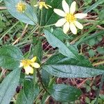 Tilesia baccata Flors