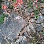 Aloe grandidentata Цветок