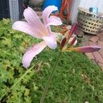 Lycoris squamigera Blomma