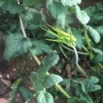 Erodium moschatum Blatt