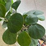 Ficus deltoidea Fuelha