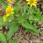 Arnica chamissonis Çiçek