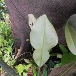 Manilkara obovata पत्ता